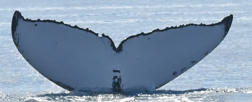 Fluke of HW-MN0443815