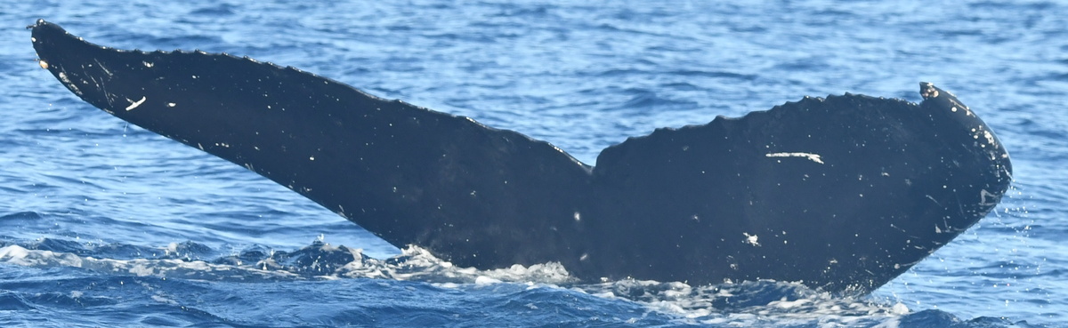 Fluke of HW-MN0443816