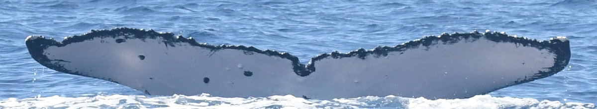 Fluke of HW-MN0443818