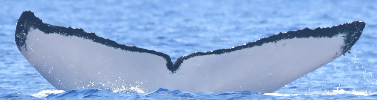 Fluke of HW-MN0443820