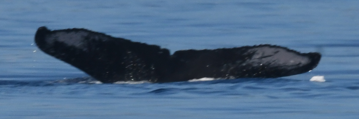 Fluke of HW-MN0443825