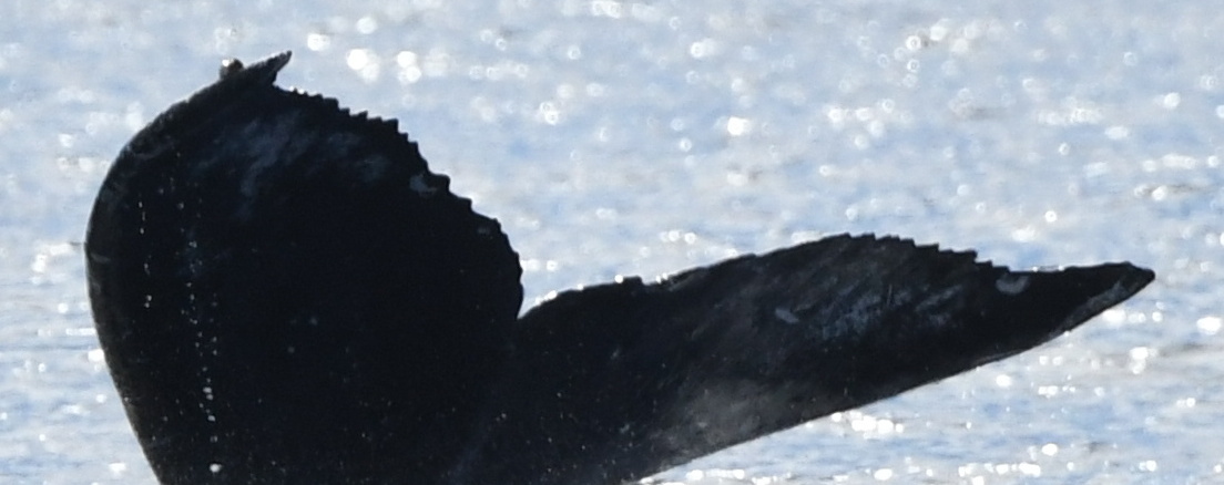 Fluke of HW-MN0443828