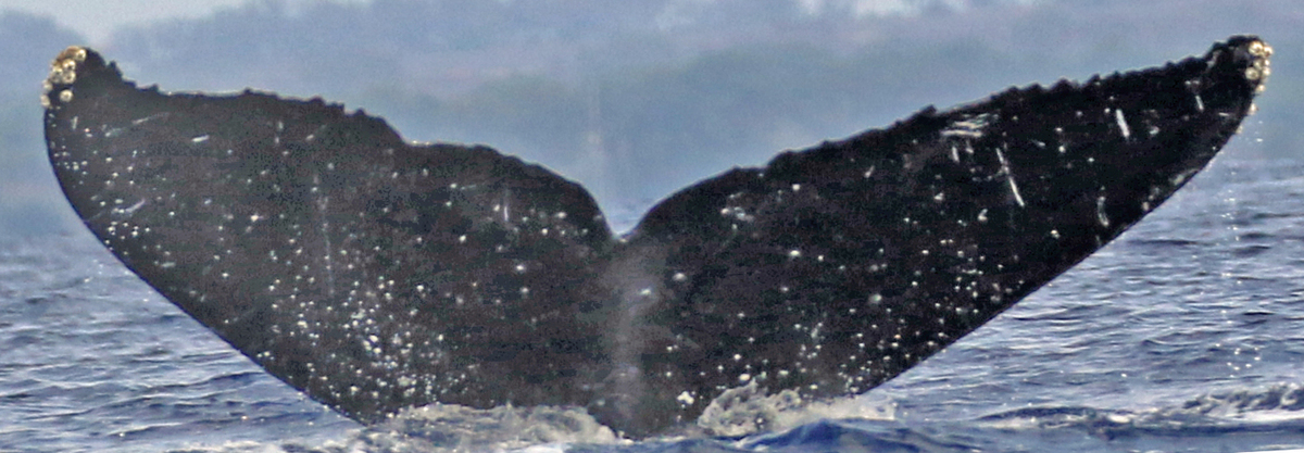 Fluke of HW-MN0443829