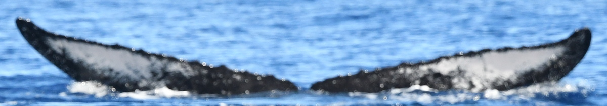 Fluke of HW-MN0443832