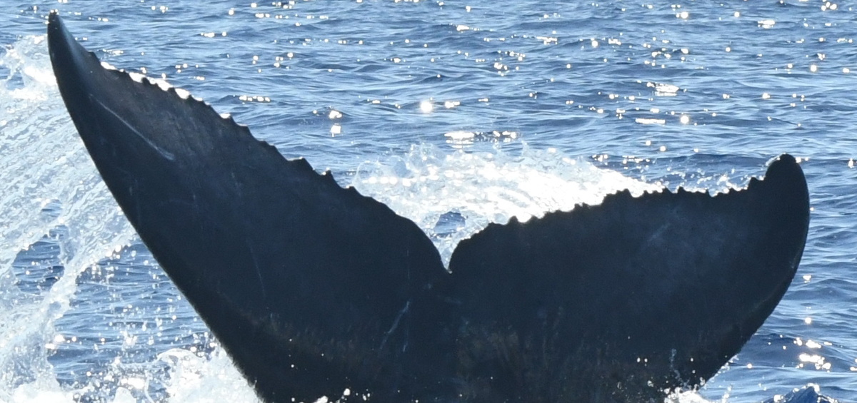 Fluke of HW-MN0443837