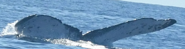 Fluke of HW-MN0443840