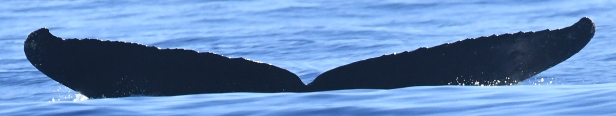 Fluke of HW-MN0443844