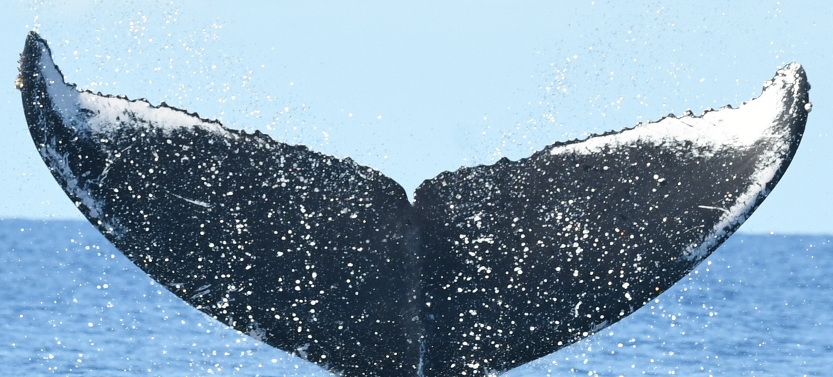 Fluke of HW-MN0443854