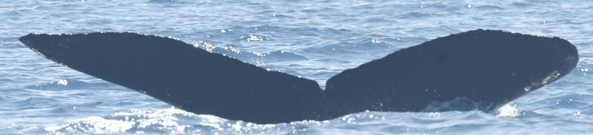 Fluke of CRC-20812