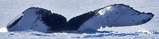 Fluke of HW-MN0443860
