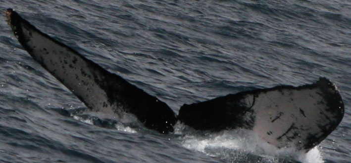 Fluke of PWF-EC_2534