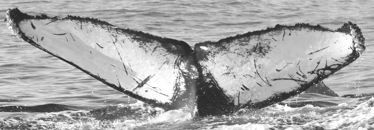 Fluke of Canice