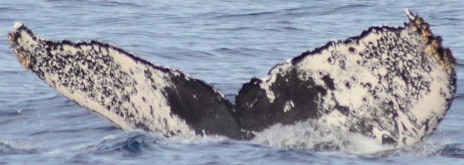 Fluke of CRC-12210