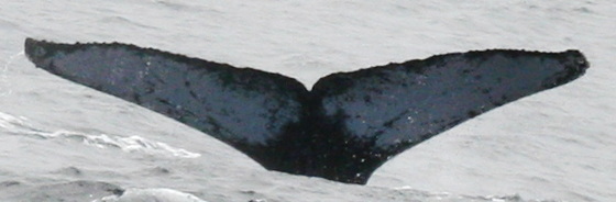 Fluke of PWF-EC_3030
