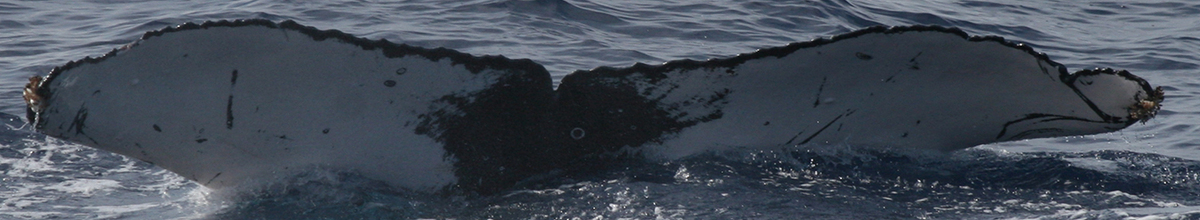 Fluke of TDI-22988