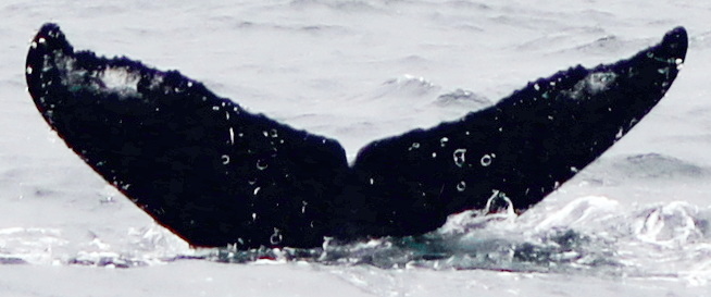 Fluke of PWF-EC_3505