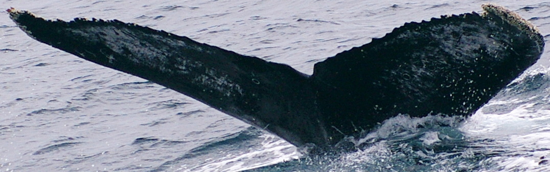 Fluke of PWF-EC_3584