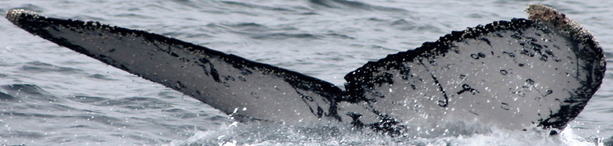 Fluke of PWF-EC_3562