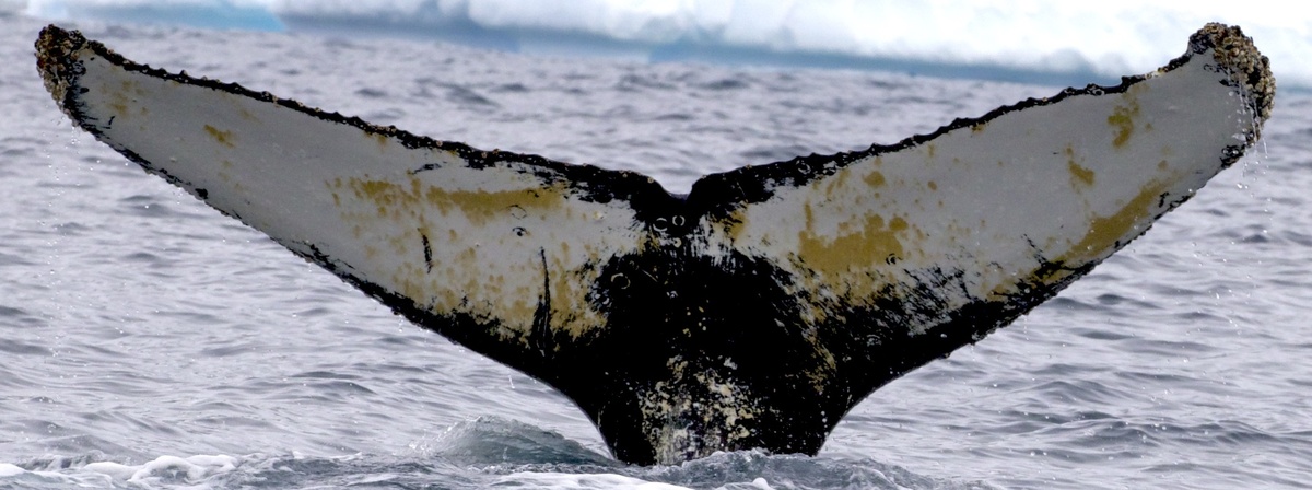 Fluke of HW-MN1304023