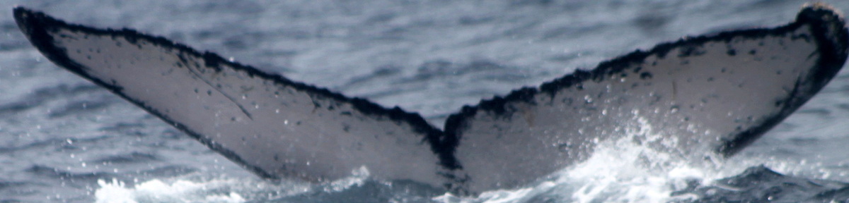Fluke of PWF-EC_4877