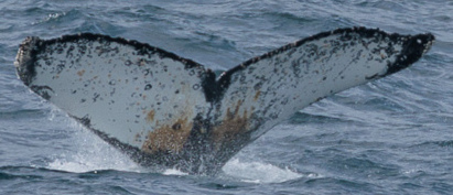 Fluke of HW-MN1304033