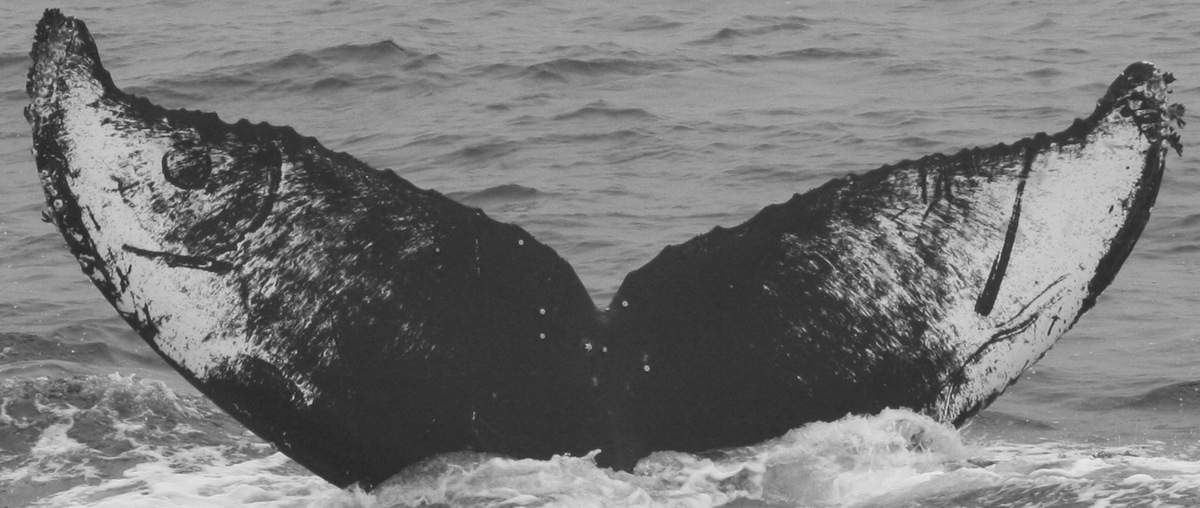 Fluke of Primero (California)