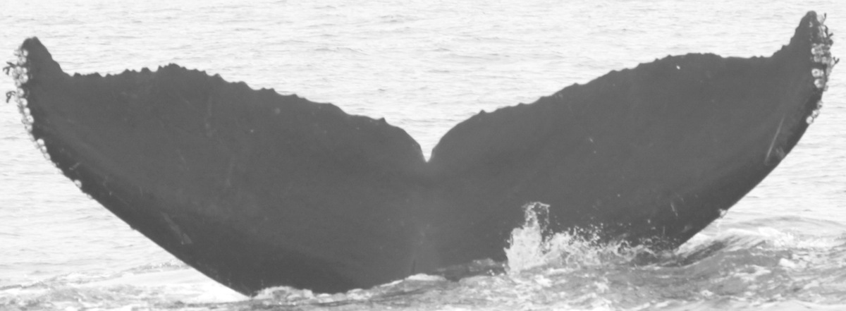 Fluke of CRC-11260