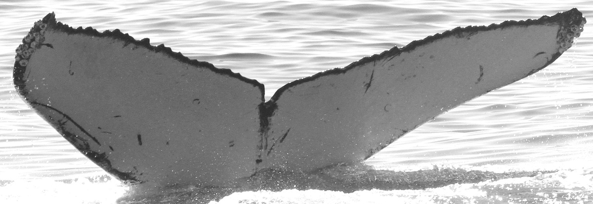 Fluke of Blanchette
