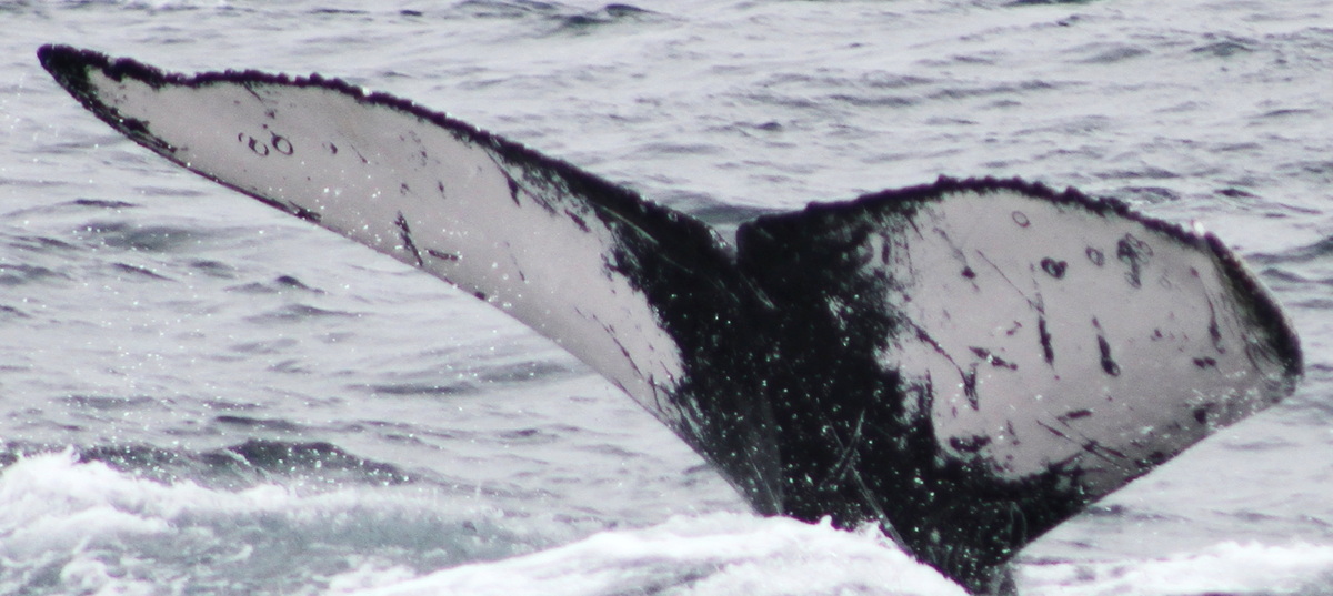 Fluke of PWF-EC_5655