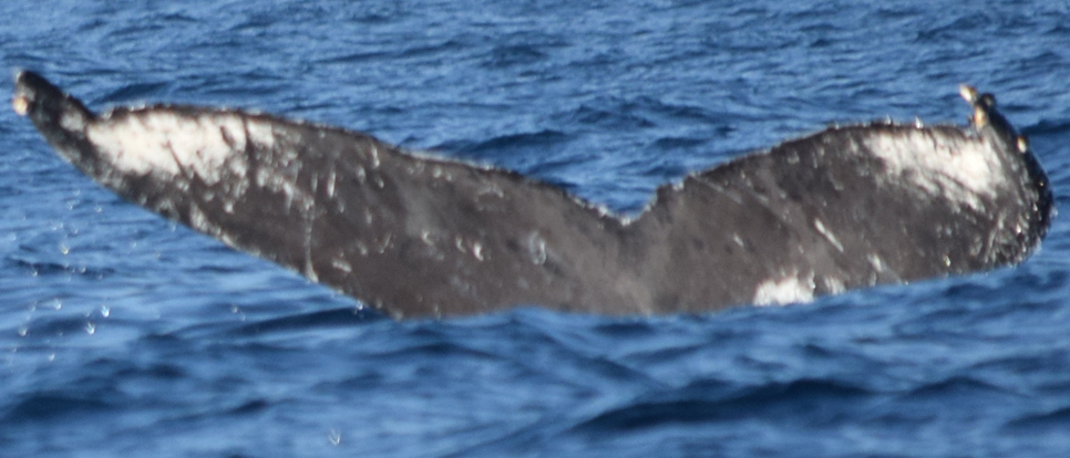 Fluke of CRC-15577