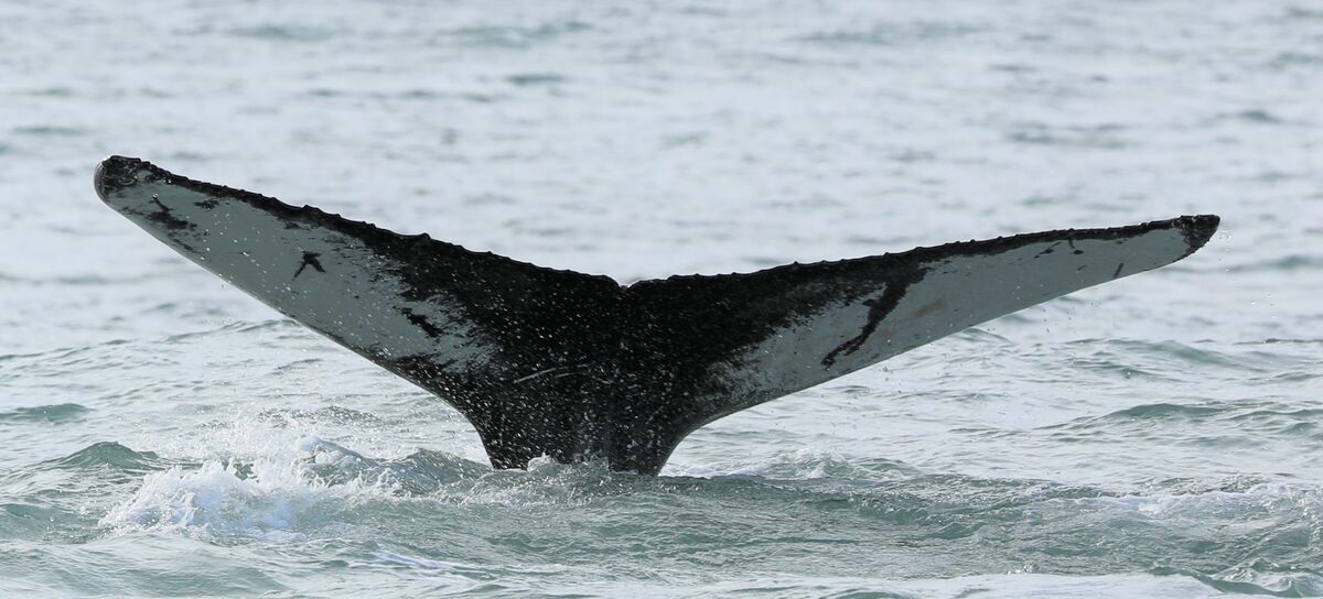 Fluke of Mochi (HRC) aka Squid (Westfjords)