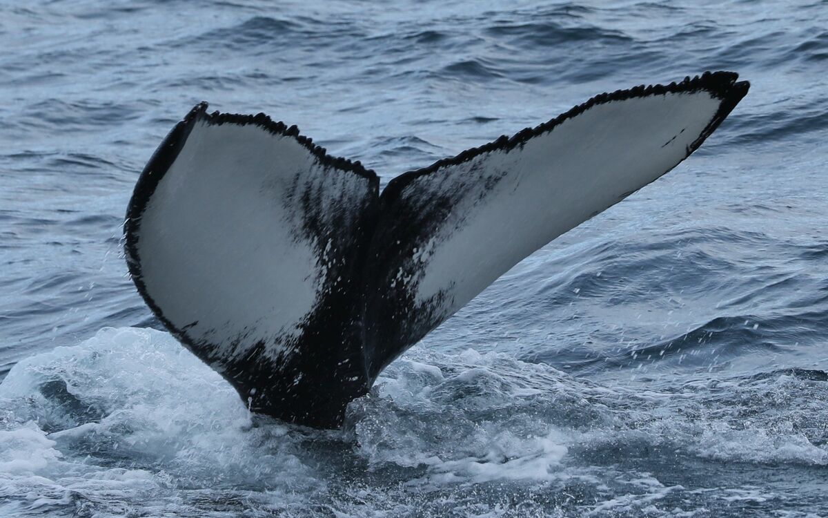 Fluke of Bou (Husavik)
