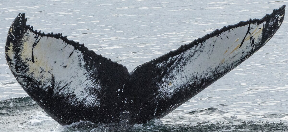 Fluke of Isabelle (Husavik) aka Wishbone (Westfjords)