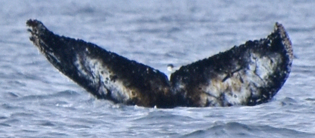 Fluke of HW-MN1307209