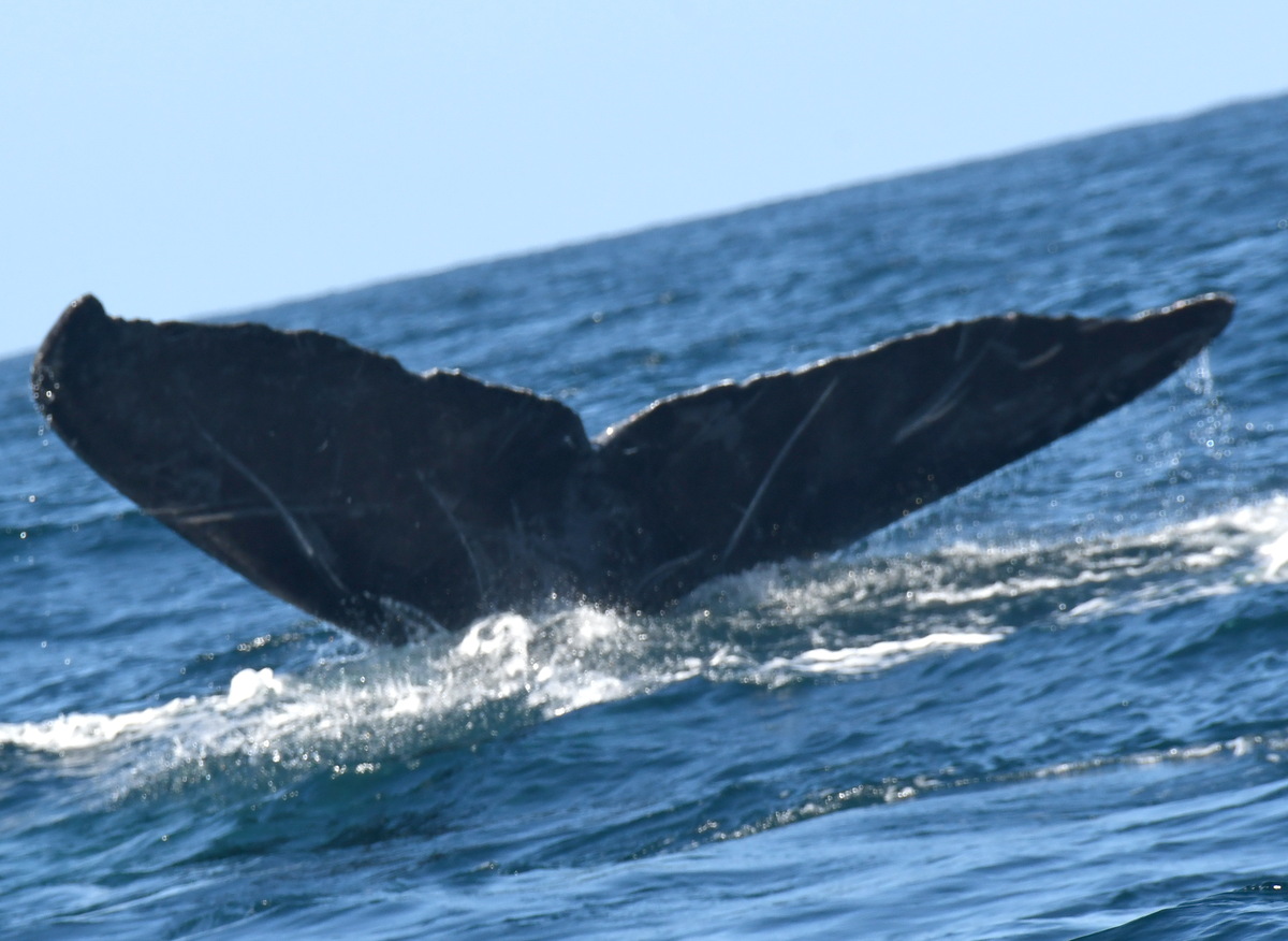 Fluke of CRC-21392