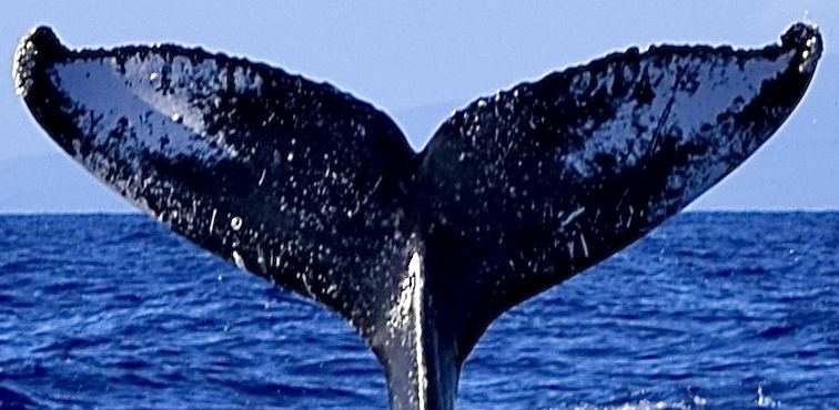 Fluke of HW-MN0443861