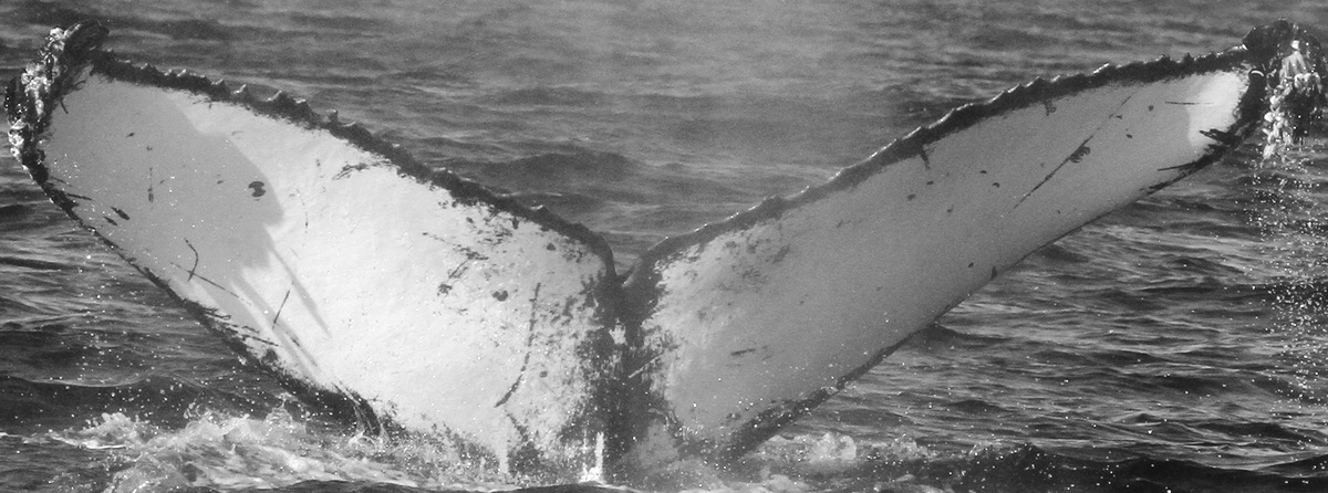 Fluke of Muvi (California)