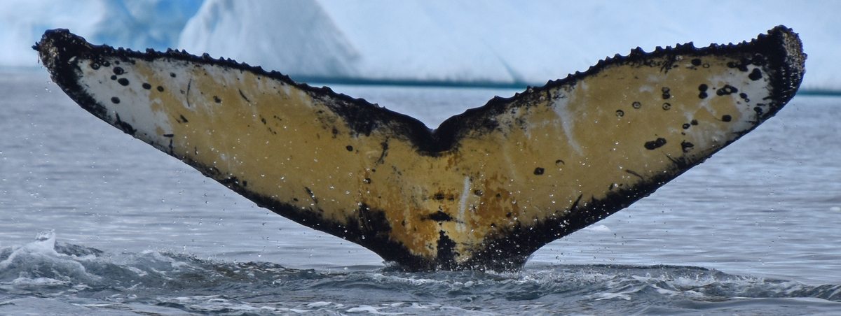 Fluke of Olive (Antarctica)