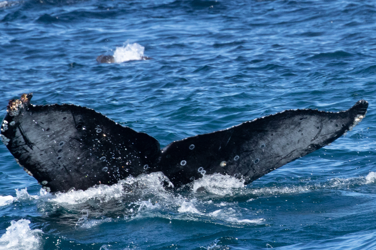 Fluke of CRC-20816