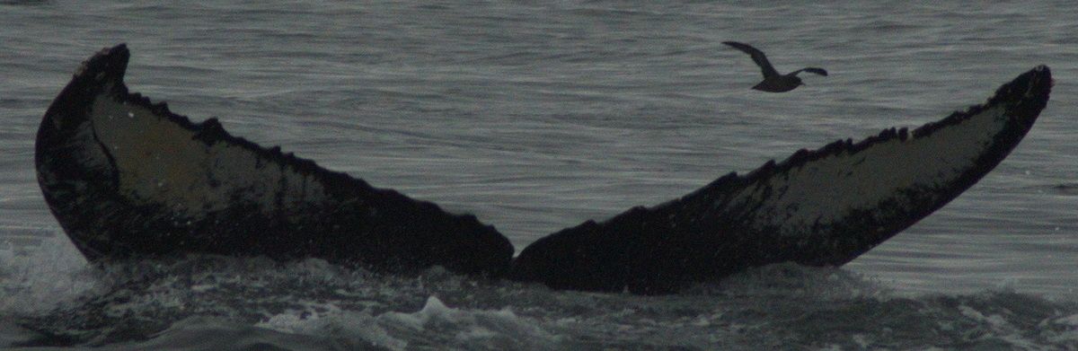 Fluke of HW-MN0430084