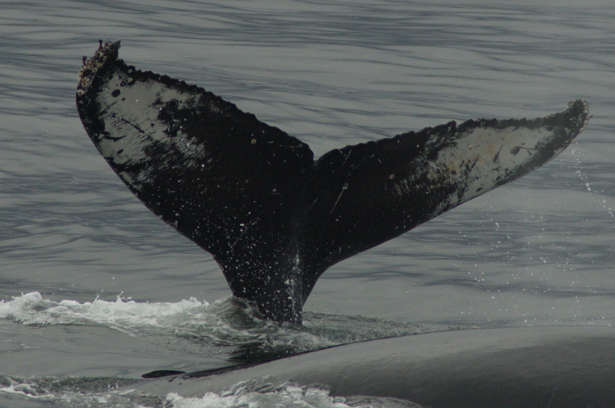 Fluke of HW-MN0430082