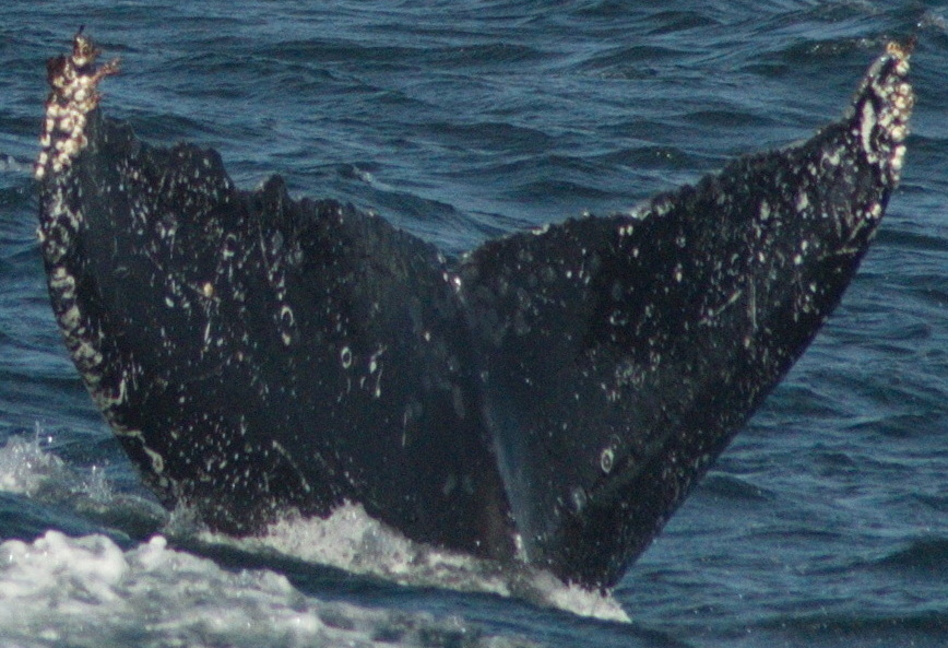 Fluke of HW-MN0430099
