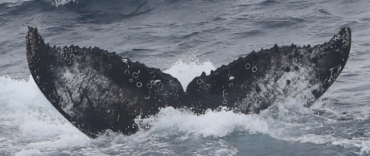 Fluke of HW-MN1304070