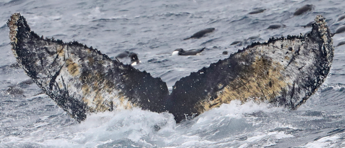 Fluke of HW-MN1304072