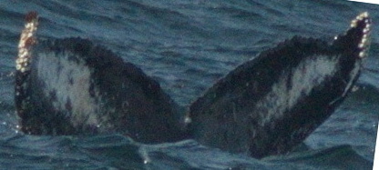 Fluke of HW-MN0430113