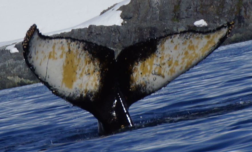Fluke of PWF-EC_5767