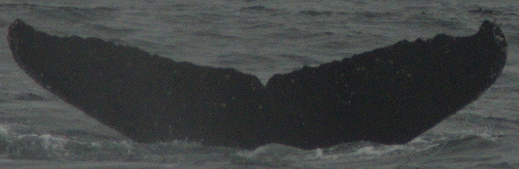 Fluke of HW-MN0430137