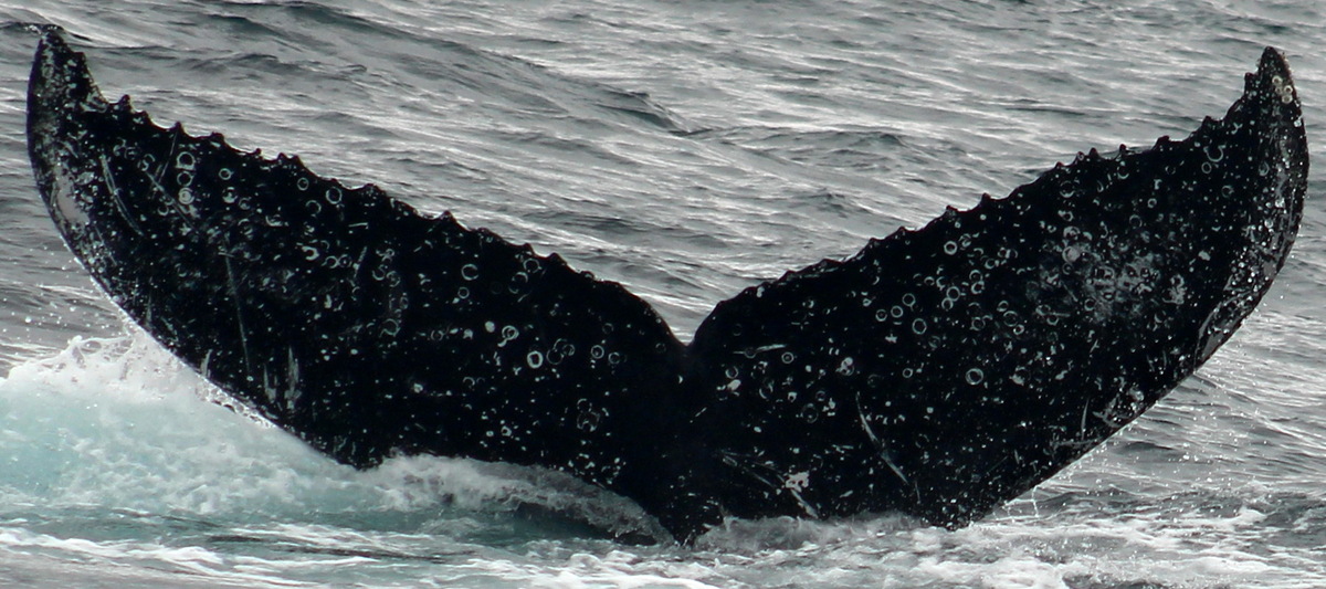 Fluke of PWF-EC_5841