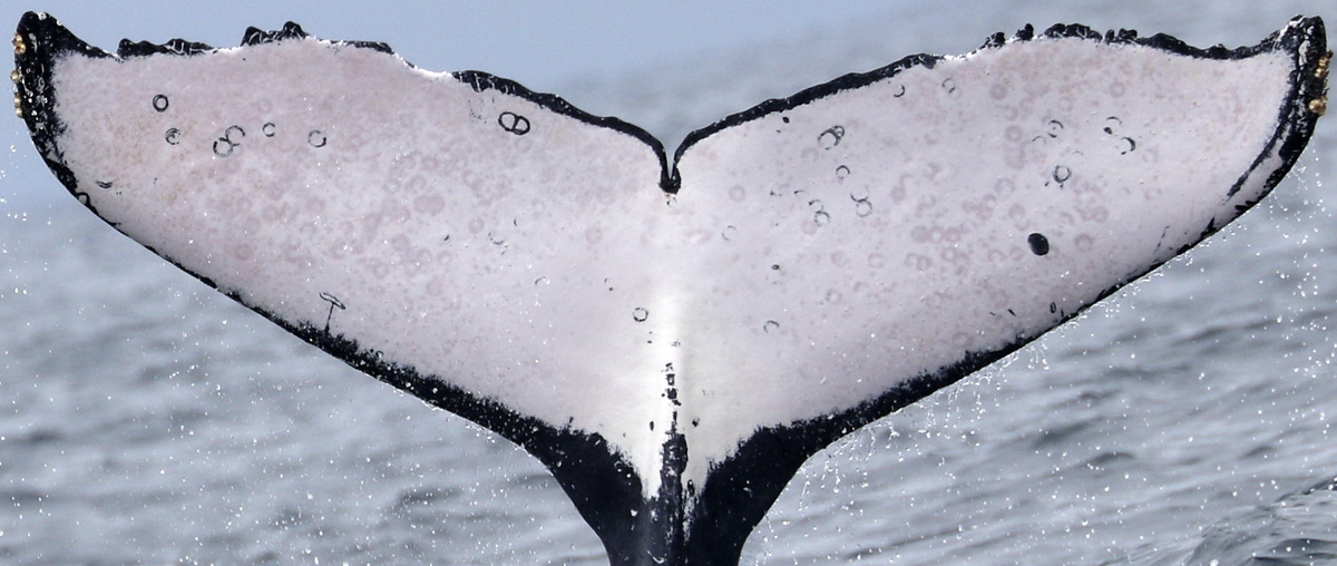 Fluke of PWF-EC_5928
