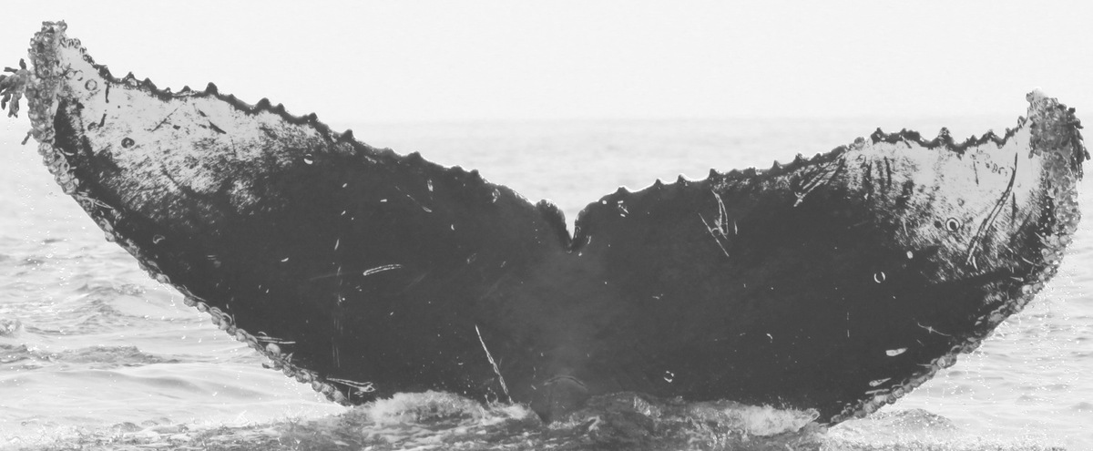 Fluke of CRC-11829